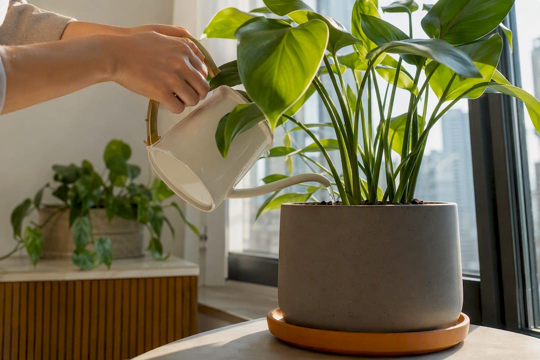 Plant Owners: Keep Plants Watered on Vacation by Trip Length