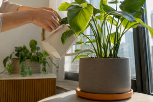 Plant Owners: Keep Plants Watered on Vacation by Trip Length