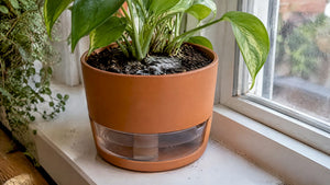 Mold in Self Watering Planters: Same Day Fixes, Extension Advice