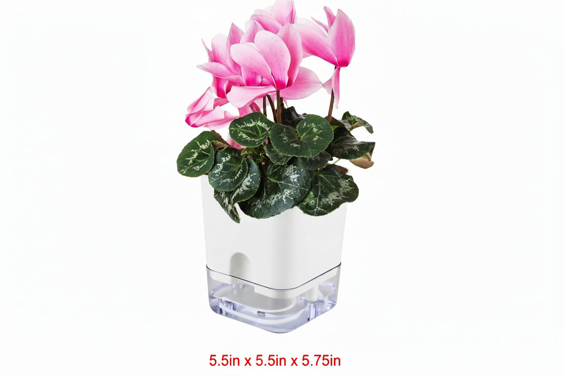 Potted plant with pink flowers in a clear square glass vase on a white background