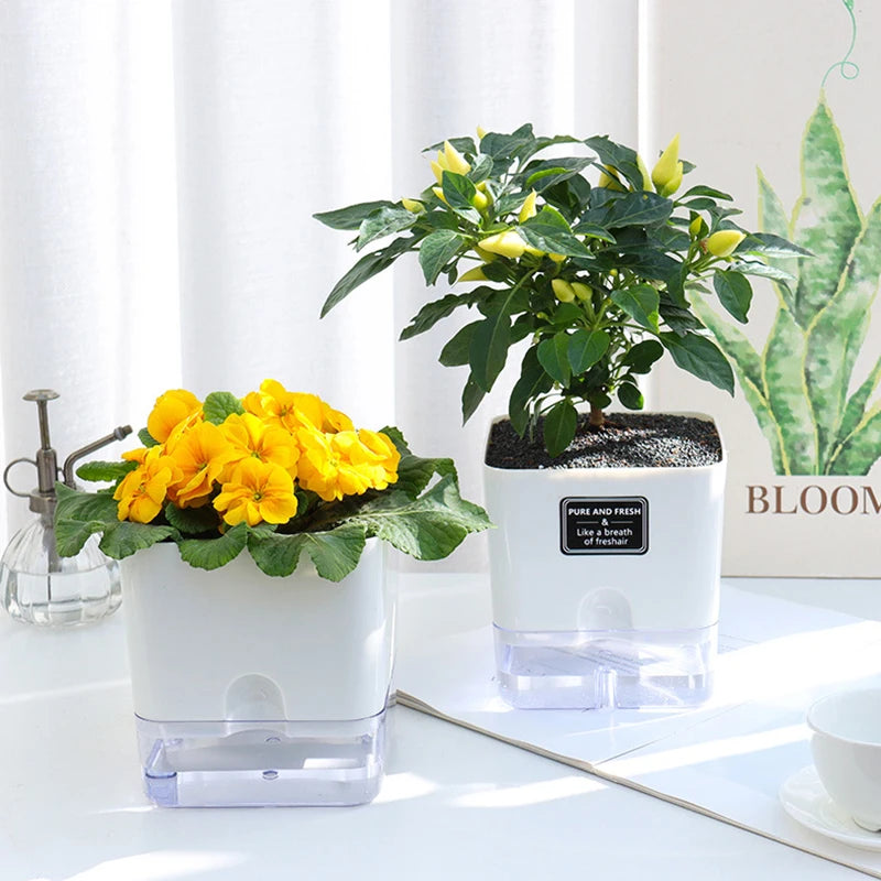 Three potted plants on a white surface with a blurred background